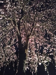 画像：桜満開🌸